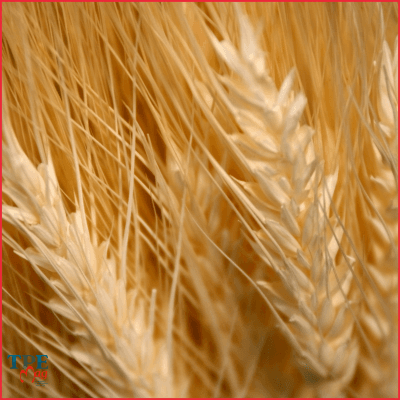 Agroalimentaire : les fournisseurs en danger